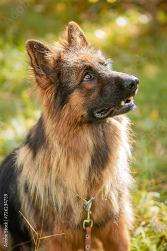 Portrait of a German Shepherd dog sitting in tall grass in the forest. © Михаил Гута