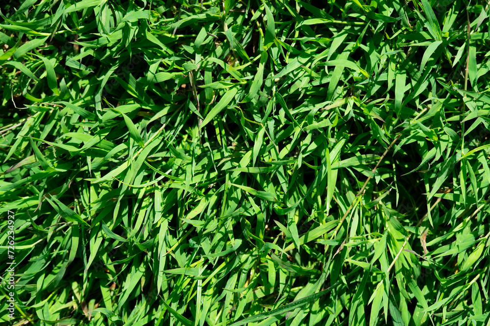 Abstract green grass background Abstract green grass background