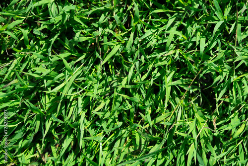 Abstract green grass background