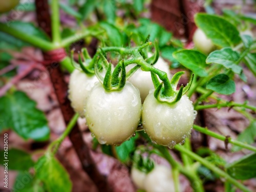 hand holding a tomato