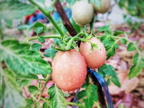 close up of a spider