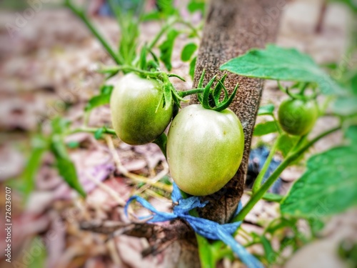 acorns on a branch