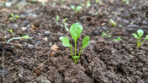 Baby mustard plant