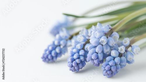 Blue Muscari Flowers Closeup