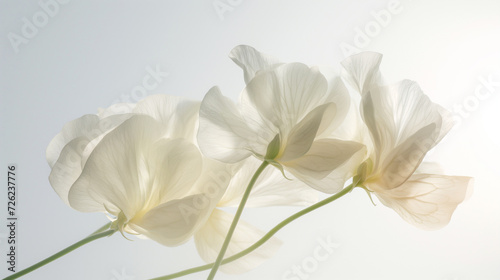 White Sweet Pea Flowers Closeup