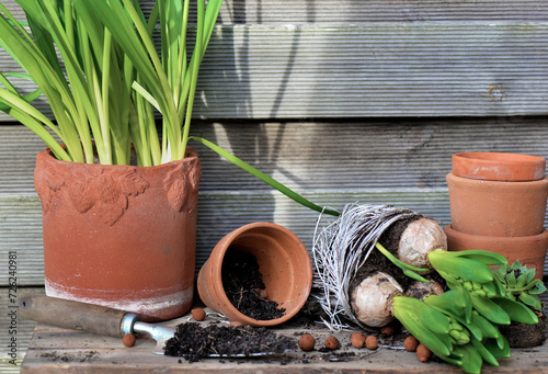 leaf of hyacinth with bulbs and roots for potted and terra cotta flowerpot on...