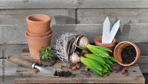 hyacinth with bulbs and roots for potted with shovel dirty and terra cotta fl...