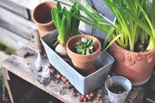 flower bulbs and plant for potted in metal can and terra cotta   flowerpots w...
