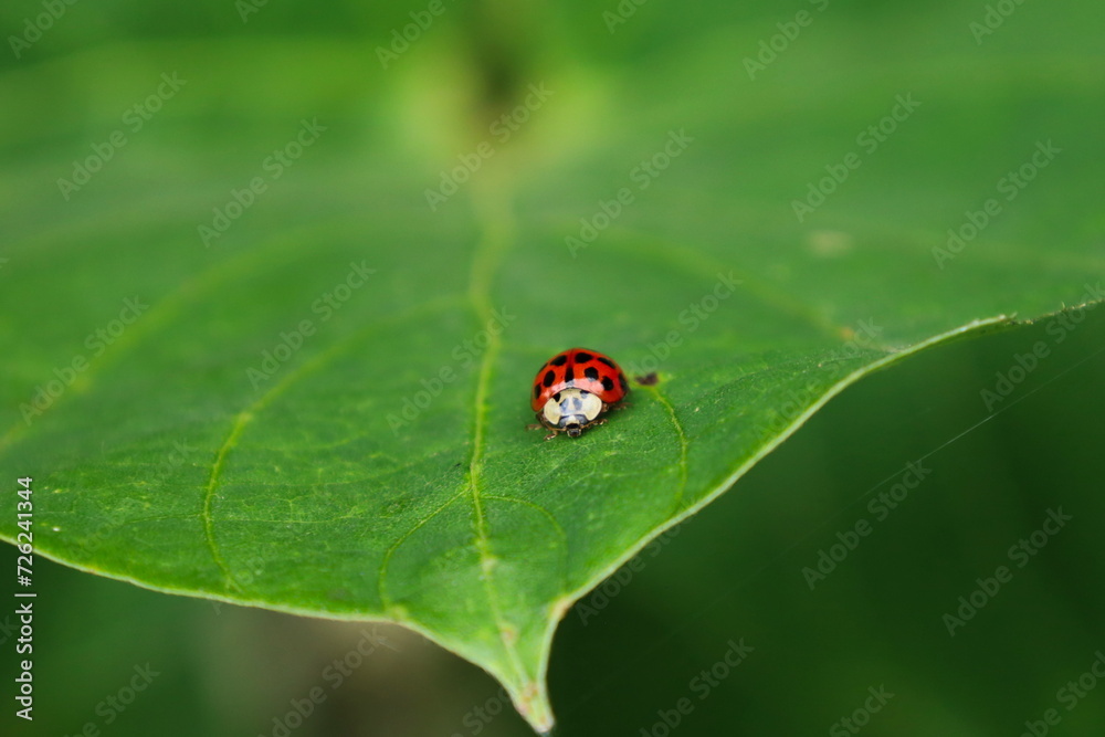 葉の上のテントウムシ 葉の上のテントウムシ