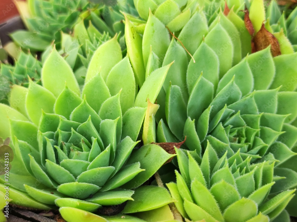common green houseleek succulent background common green houseleek succulent background