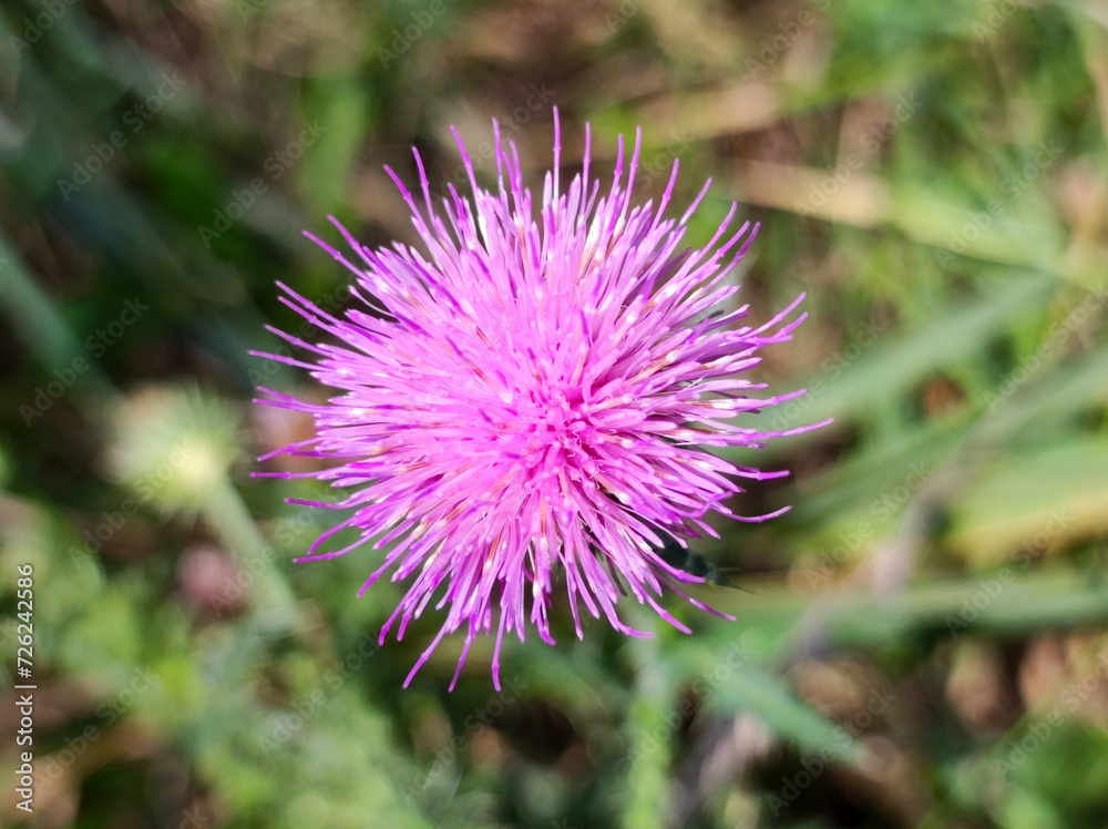 blooming burdock plant with pink flower in sunlight blooming burdock plant with pink flower in sunlight