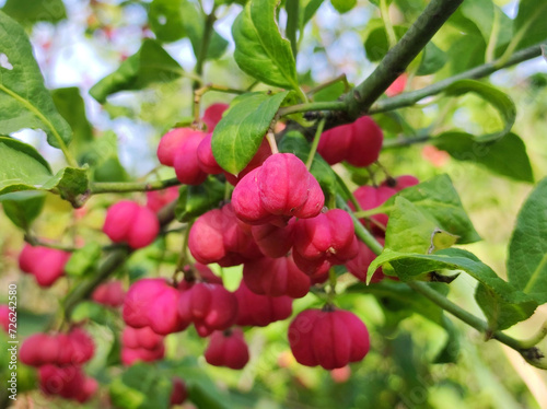 wild apple tree with small ripe apples