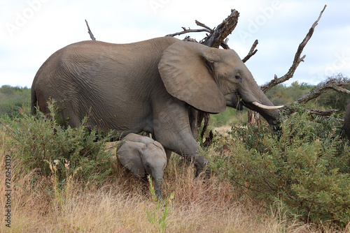 Afrikanischer Elefant   African elephant   Loxodonta africana