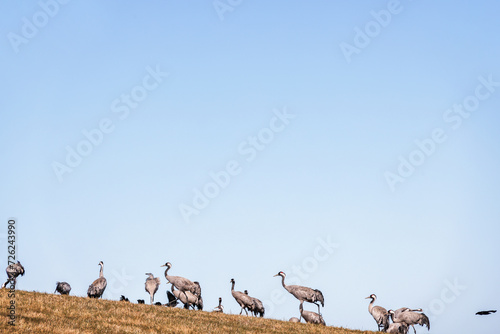 Cranes at spring on a field slope © Lars Johansson