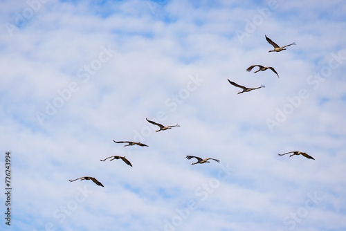 Migration Cranes at springtime on the sky
