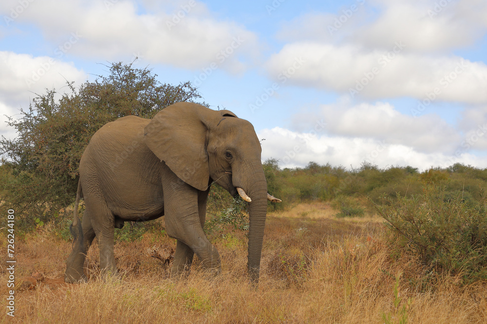 Fototapeta premium Afrikanischer Elefant / African elephant / Loxodonta africana