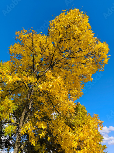 tree branches with yellow autumn leaves color in sunlight with blue sky in the background