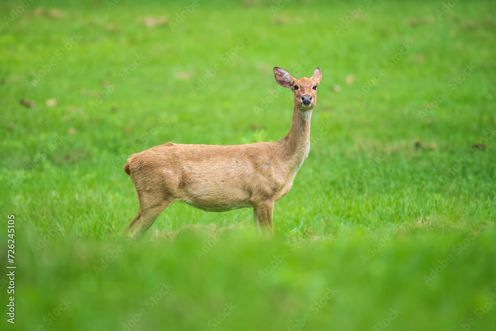 Eld's deer standing on a grassland in a Thai forest. Eld's deer standing on a grassland in a Thai forest.