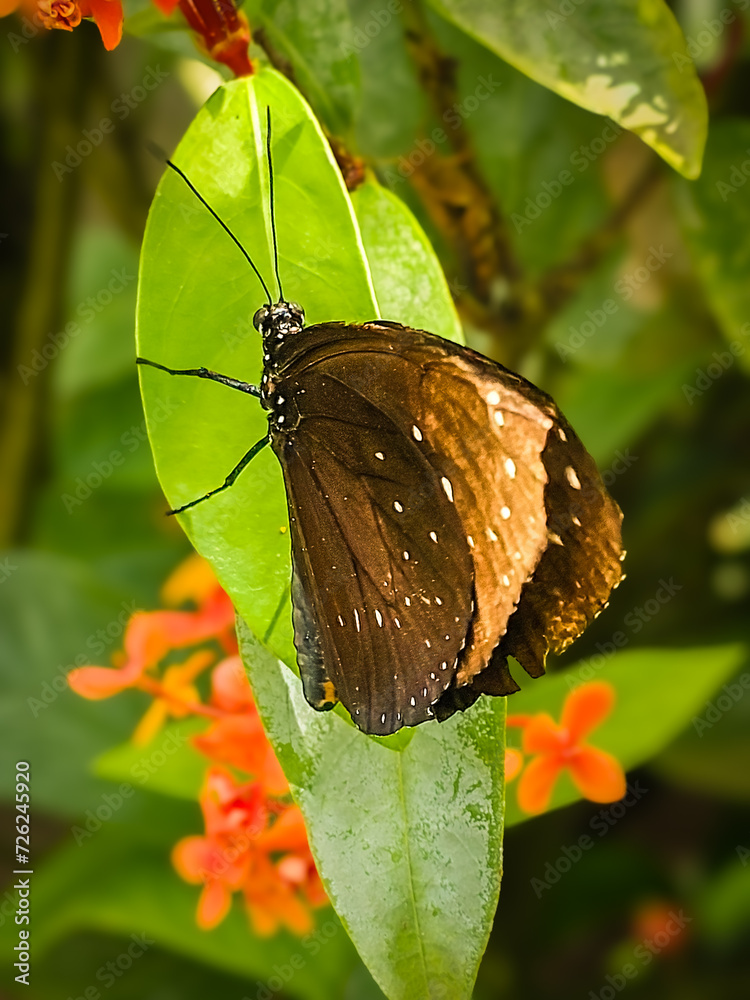 Obraz premium butterfly on a flower