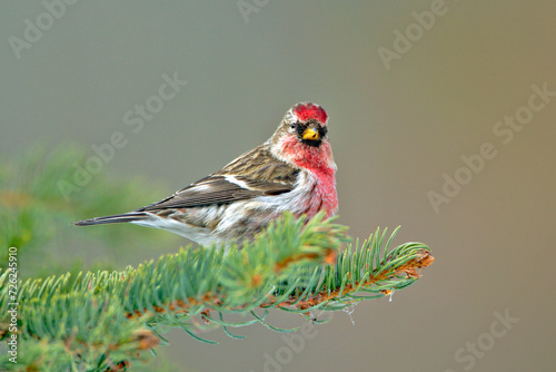 Hoary Redpoll bird sitting on spruce tree branch alert.