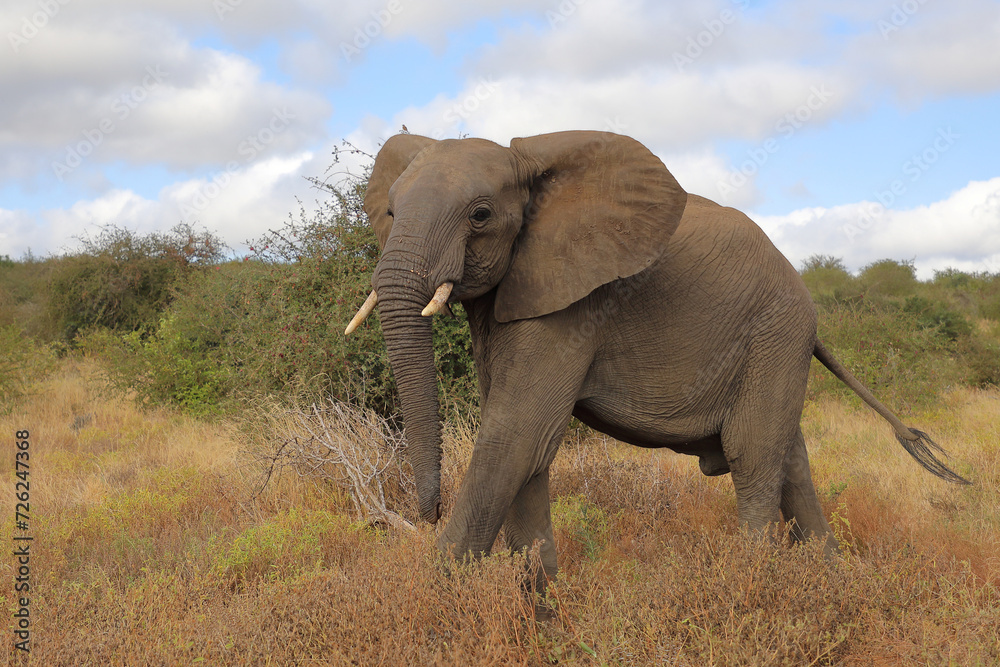 Fototapeta premium Afrikanischer Elefant / African elephant / Loxodonta africana