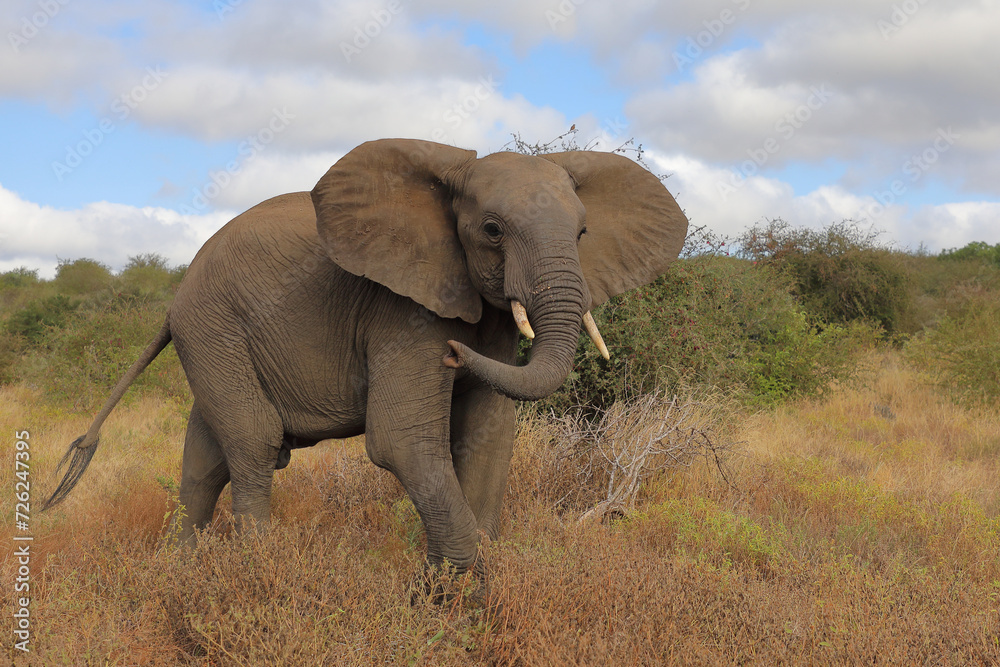 Fototapeta premium Afrikanischer Elefant / African elephant / Loxodonta africana..