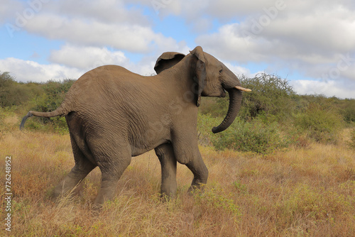 Afrikanischer Elefant   African elephant   Loxodonta africana.