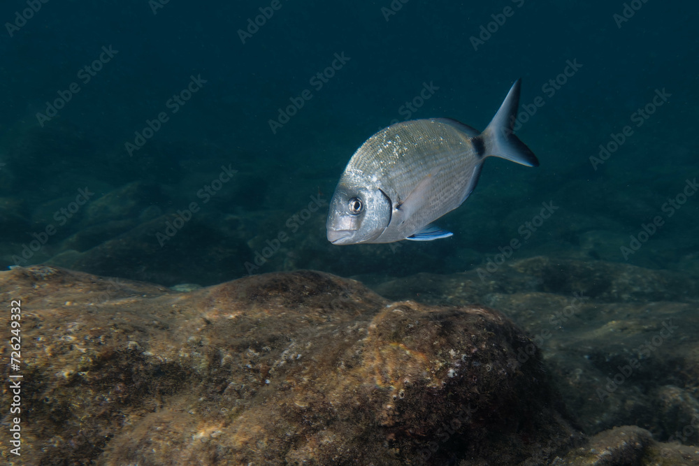 Fototapeta premium White seabream or Sargo (diplodus sargus sargus) in Mediterranean Sea