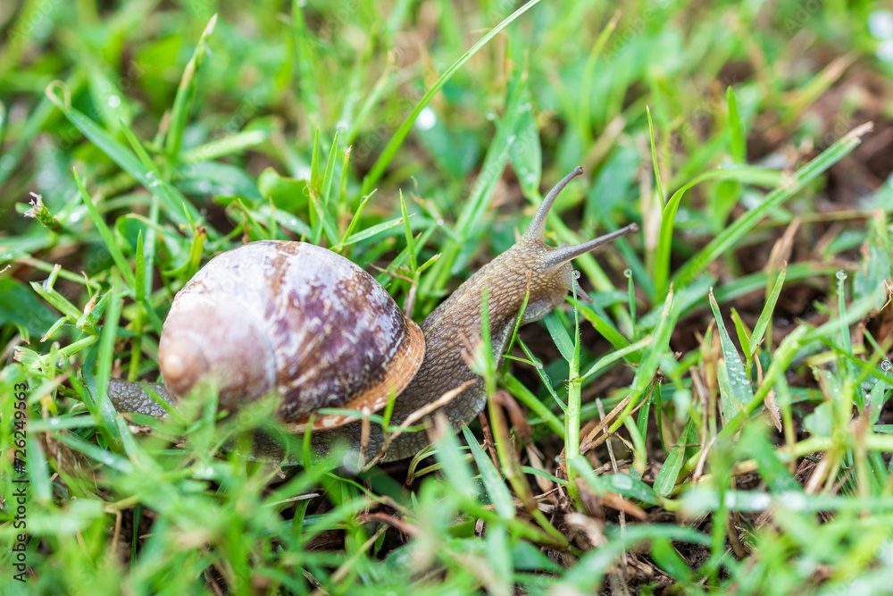 large snail. a snail crawls through green grass. snail close up, macro photography large snail. a snail crawls through green grass. snail close up, macro photography
