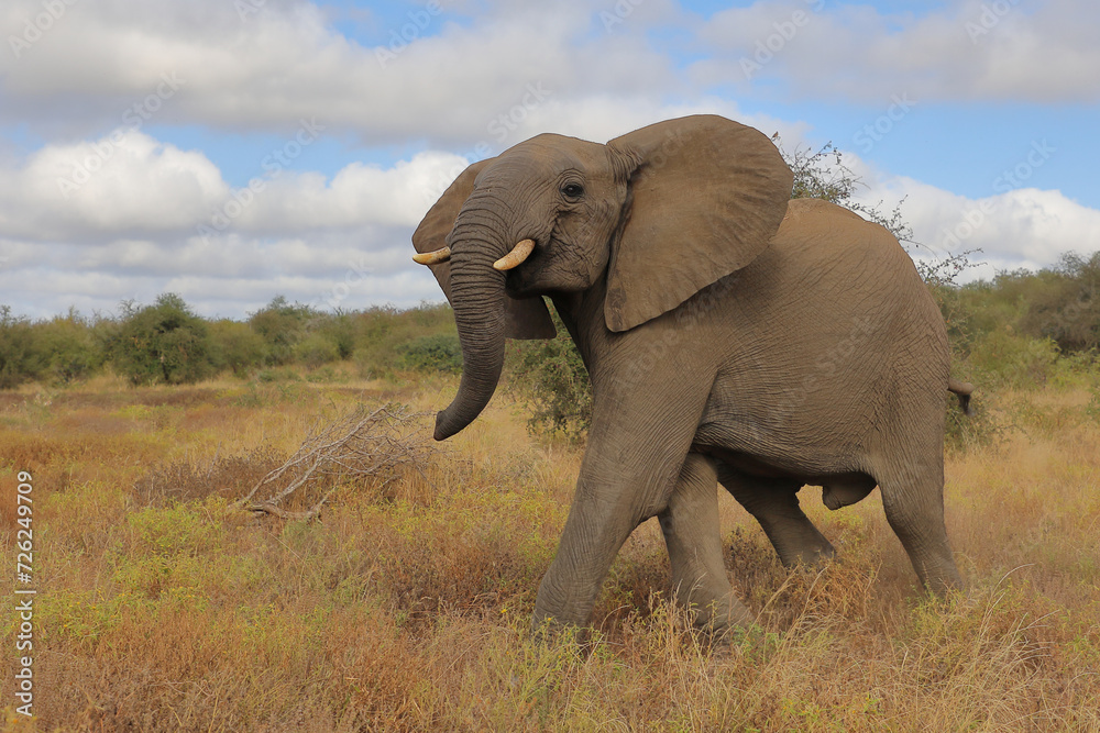 Obraz premium Afrikanischer Elefant / African elephant / Loxodonta africana..