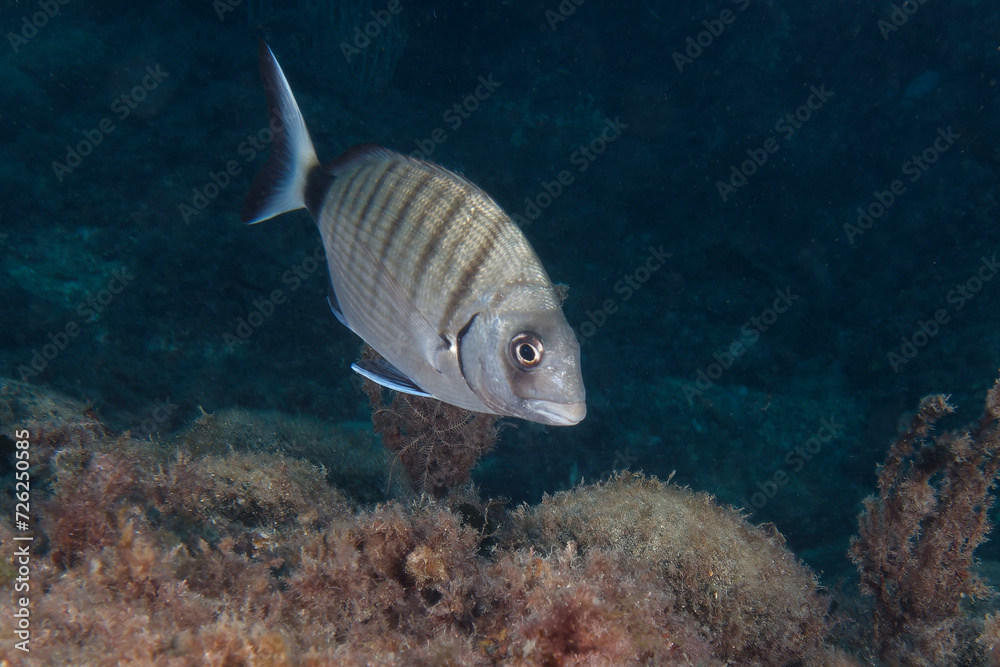 Fototapeta premium White seabream or Sargo (diplodus sargus sargus) in Mediterranean Sea