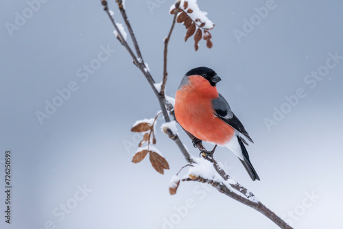 Bild auf Leinwand Eurasian bullfinch (Pyrrhula pyrrhula) on a branch