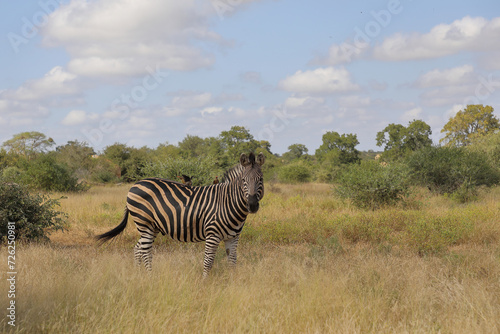 Steppenzebra und Rotschnabel-Madenhacker   Burchell s zebra and Red-billed oxpecker   Equus burchellii et Buphagus erythrorhynchus