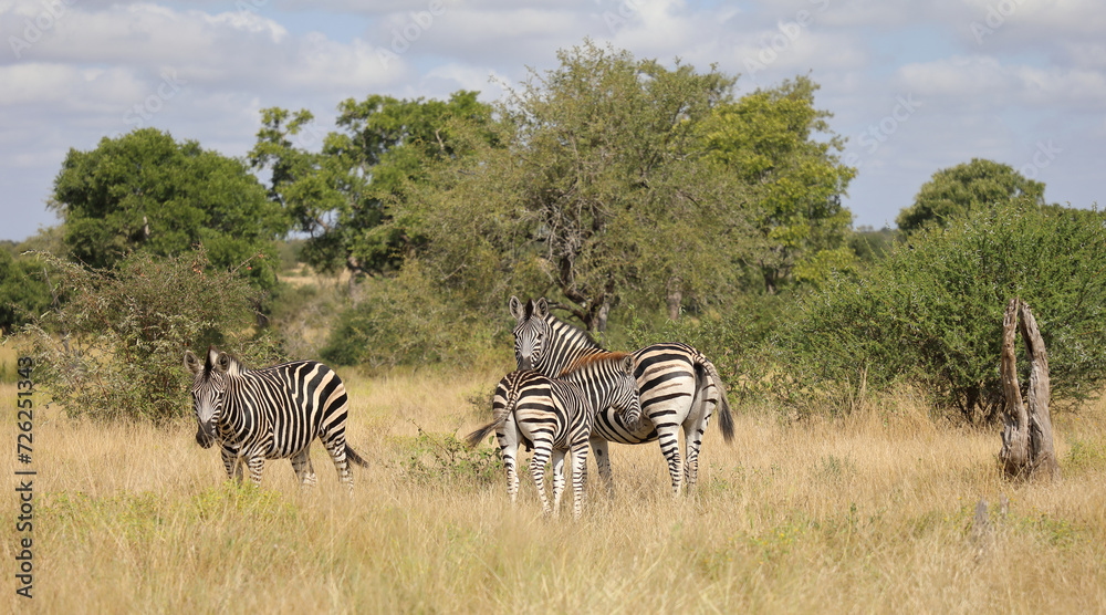 Obraz premium Steppenzebra / Burchell's zebra / Equus quagga burchellii.