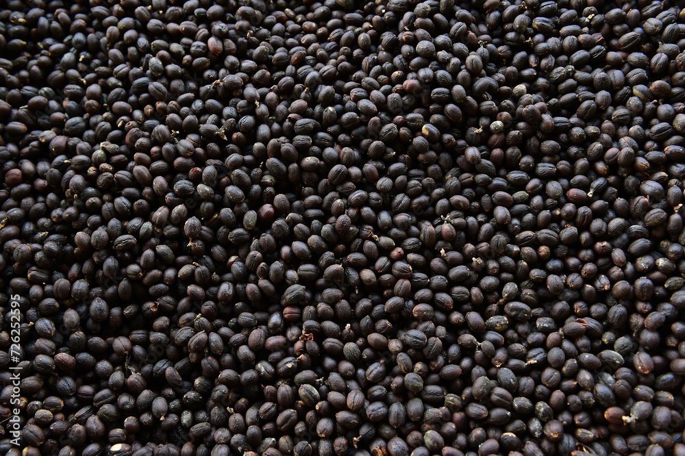 Close up of coffee beans drying in the sun Close up of coffee beans drying in the sun