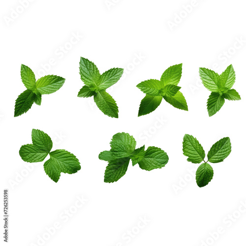 TOP VIEW Collection of fresh mint leaves cut out in line photorealistic high quality isolated on white background, transparent background
