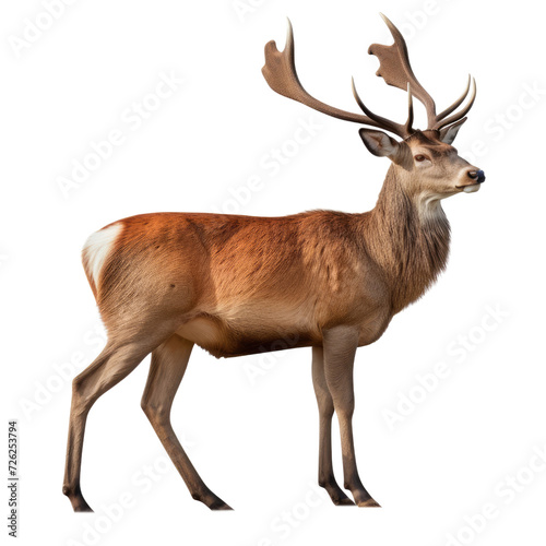 side view Red deer  animal isolated on a white background as transparent background