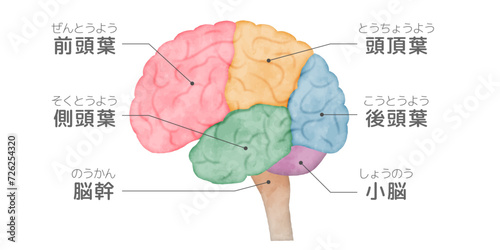 人間の脳の横から見たイラスト、側面図、色分けした脳、脳みその部位、解説、名称入り、水彩画風イラスト