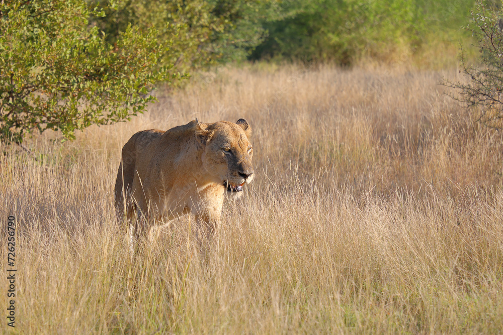 Afrikanischer Löwe / African lion / Panthera leo. Afrikanischer Löwe / African lion / Panthera leo.