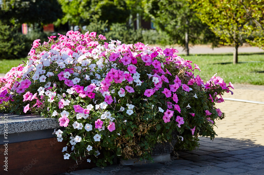 Petunia, purple Petunias in the pot. Lush blooming colorful common garden petunias in city park. Family name Solanaceae, Scientific name Petunia Petunia, purple Petunias in the pot. Lush blooming colorful common garden petunias in city park. Family name Solanaceae, Scientific name Petunia