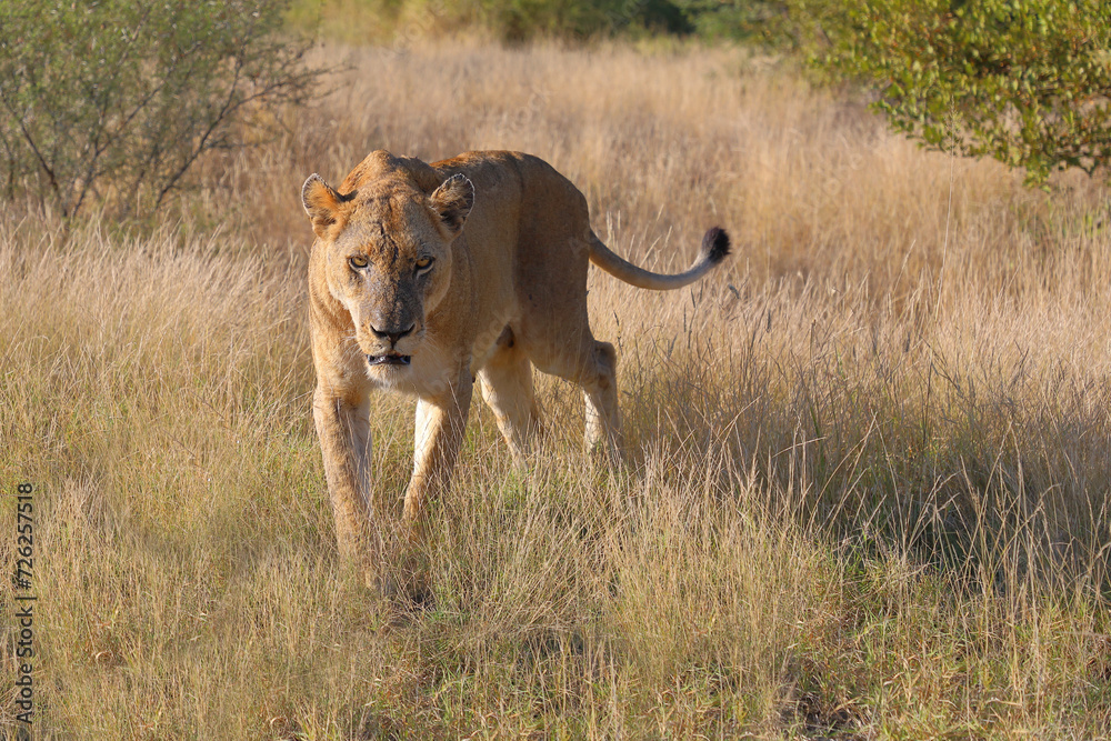 Afrikanischer Löwe / African lion / Panthera leo. Afrikanischer Löwe / African lion / Panthera leo.