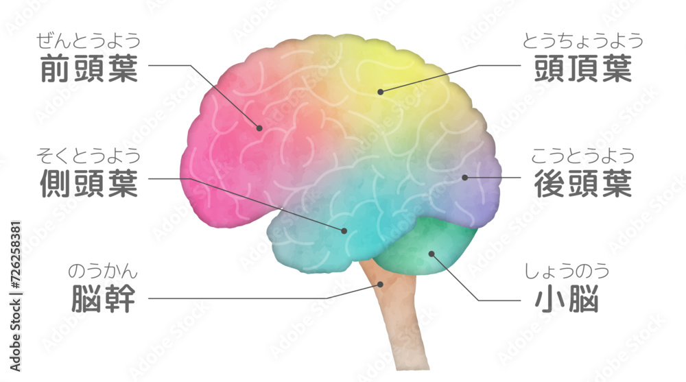 Fototapeta premium 人間の脳の横から見たイラスト、側面図、グラデーションに色分けした脳、脳みその部位、名称付き水彩画風イラスト