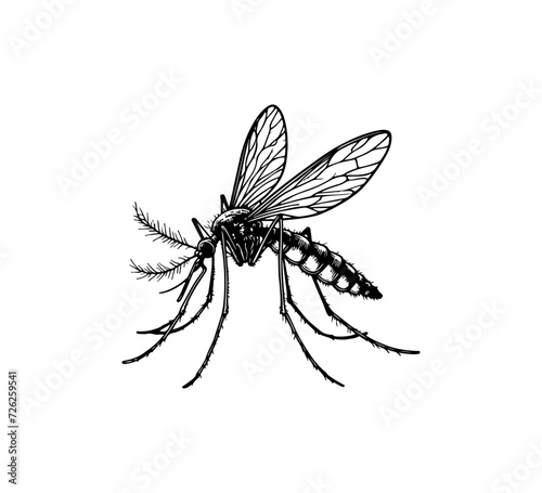 mosquito hand drawn vector graphic asset © AriaMuhammads