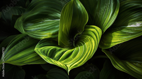 Hosta leaves in unique and creative compositions