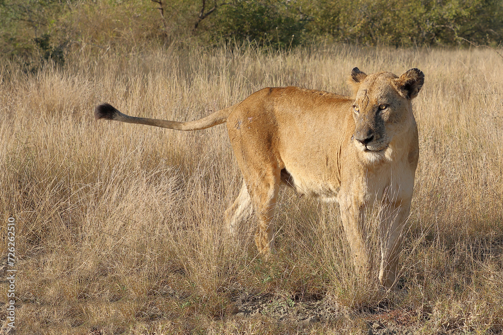 Afrikanischer Löwe / African lion / Panthera leo. Afrikanischer Löwe / African lion / Panthera leo.