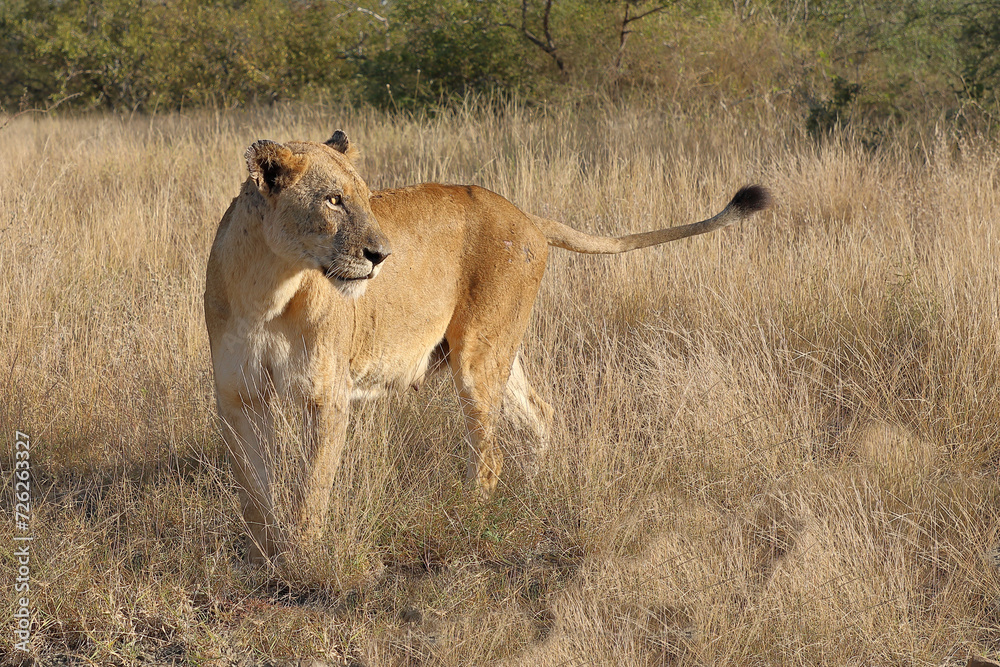 Afrikanischer Löwe / African lion / Panthera leo. Afrikanischer Löwe / African lion / Panthera leo.