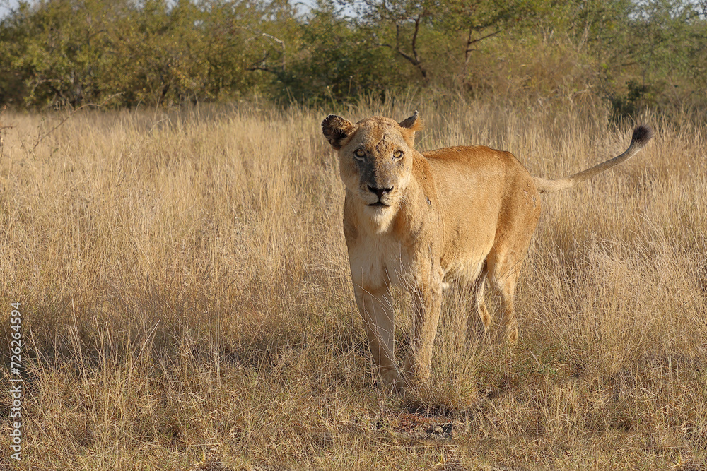 Afrikanischer Löwe / African lion / Panthera leo. Afrikanischer Löwe / African lion / Panthera leo.