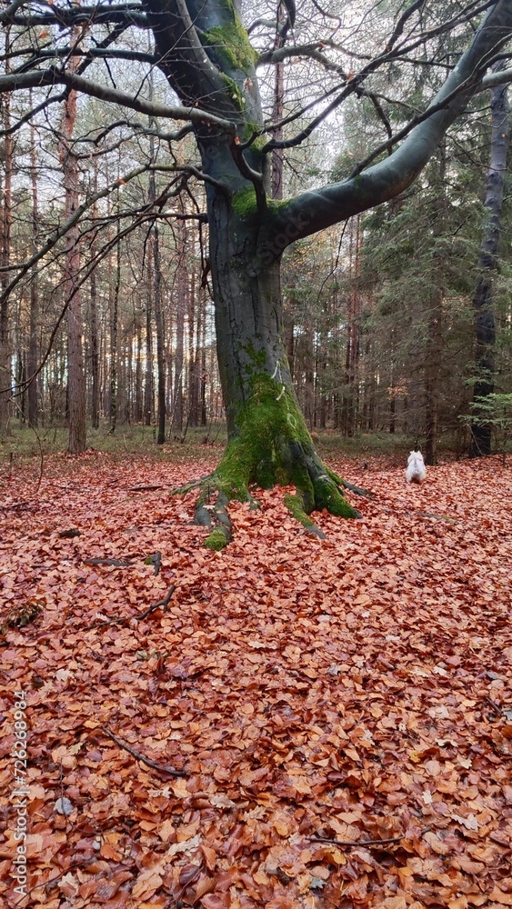 tree in forest in autumn tree in forest in autumn
