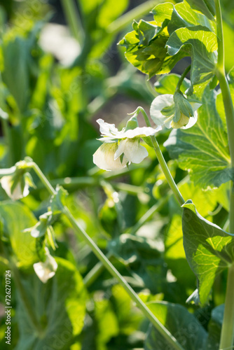 Small white pea flowers on a green background of leaves and stems in a summer, sunny garden. Against the light.