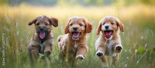 Joyful cute puppies, with tongues out, happily playing in tall grass.